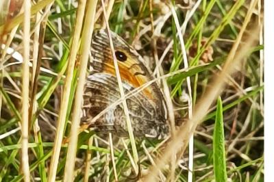 <i>Arethusana arethusa</i>