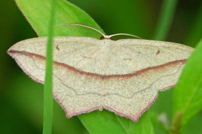 <i>Timandra comae</i>