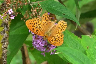 <i>Argynnis paphia</i>