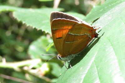 <i>Thecla betulae</i>
