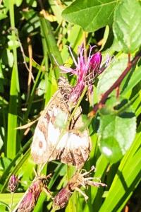 <i>Brintesia circe</i>
