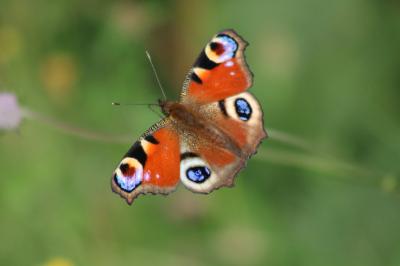 <i>Aglais io</i>