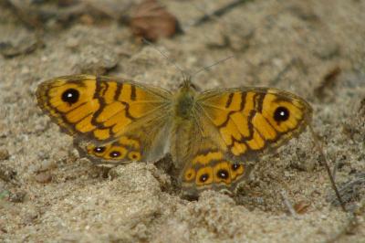 <i>Lasiommata megera</i>