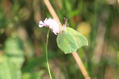 <i>Gonepteryx rhamni</i>