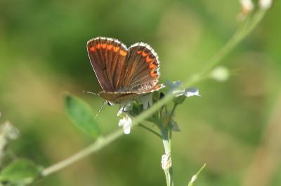 <i>Aricia agestis</i>