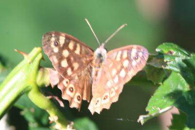 <i>Pararge aegeria</i>