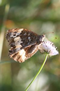<i>Brintesia circe</i>