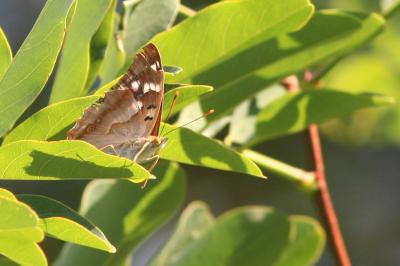 <i>Apatura ilia</i>