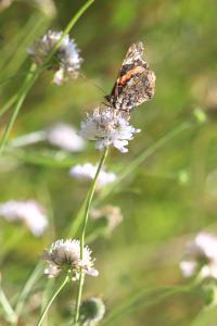 <i>Vanessa atalanta</i>