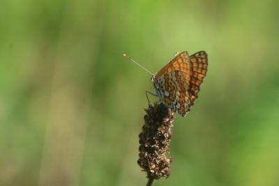 <i>Melitaea cinxia</i>