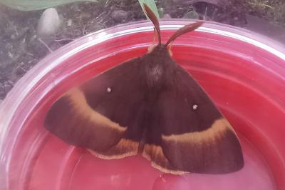 <i>Lasiocampa quercus</i>