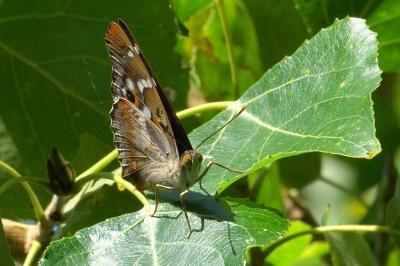 <i>Apatura ilia</i>