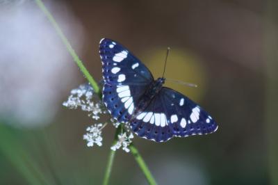 <i>Limenitis reducta</i>
