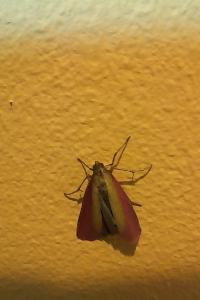 <i>Oncocera semirubella</i>