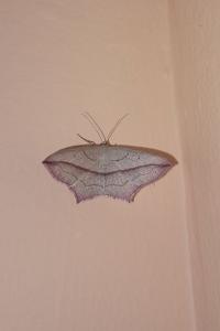 <i>Timandra comae</i>