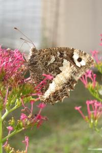 <i>Brintesia circe</i>