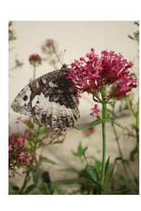 <i>Brintesia circe</i>