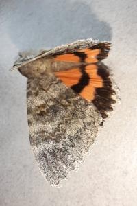 <i>Catocala elocata</i>