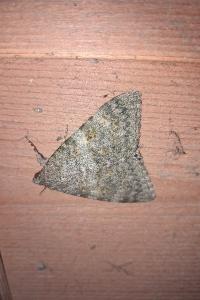 <i>Catocala elocata</i>