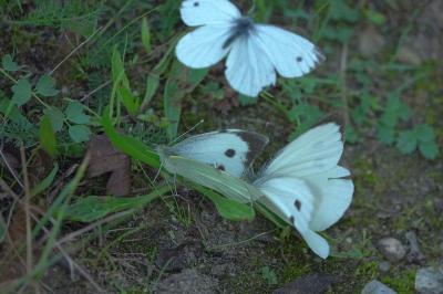 <i>Pieris brassicae</i>