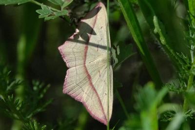 <i>Timandra comae</i>