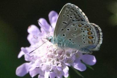 <i>Polyommatus icarus</i>