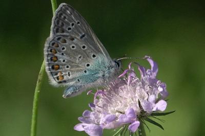 <i>Polyommatus icarus</i>