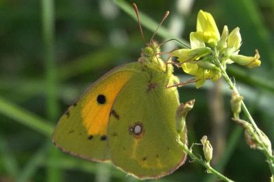 <i>Colias crocea</i>