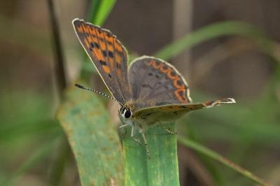 Lycaena tityrus