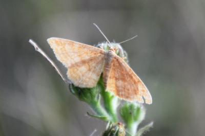 <i>Idaea ochrata</i>