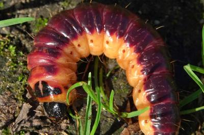 <i>Cossus cossus</i>
