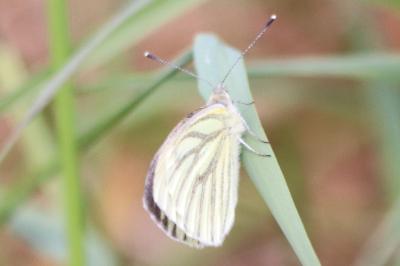 <i>Pieris napi</i>