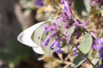 <i>Pieris rapae</i>