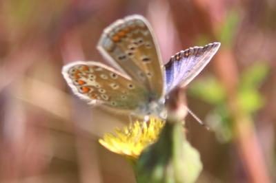 <i>Polyommatus icarus</i>