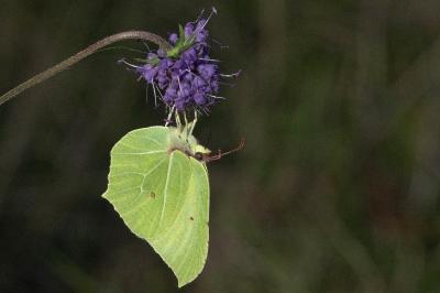 <i>Gonepteryx rhamni</i>