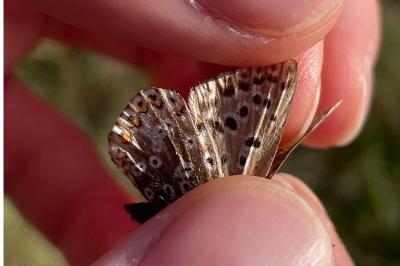 <i>Polyommatus icarus</i>