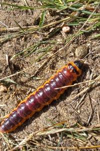 <i>Cossus cossus</i>