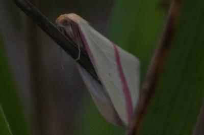 <i>Rhodometra sacraria</i>