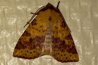 <i>Xanthia togata</i>