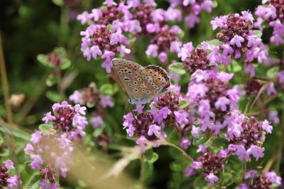 <i>Polyommatus icarus</i>