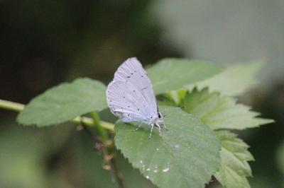 <i>Celastrina argiolus</i>