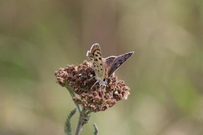 <i>Lycaena tityrus</i>