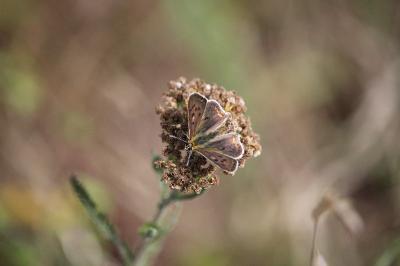 <i>Lycaena tityrus</i>