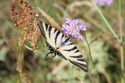 <i>Iphiclides podalirius</i>