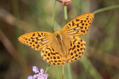 <i>Argynnis paphia</i>