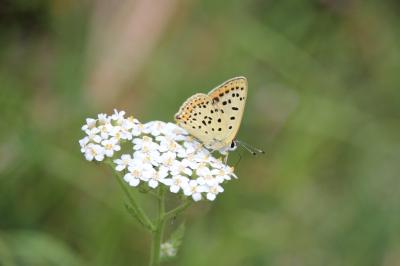 <i>Lycaena tityrus</i>