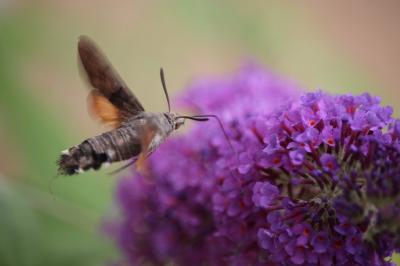 <i>Macroglossum stellatarum</i>