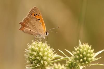 <i>Lycaena phlaeas</i>