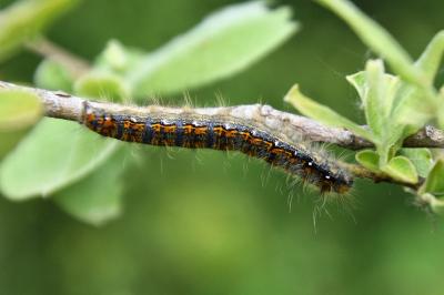 <i>Trichiura crataegi</i>