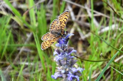 <i>Melitaea cinxia</i>